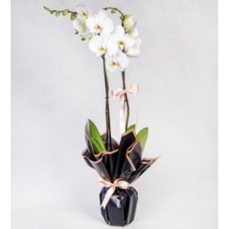 Beyaz çift dal orkide